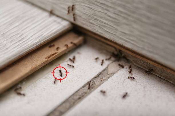 Best Flea Control Services  in Manhasset, NY