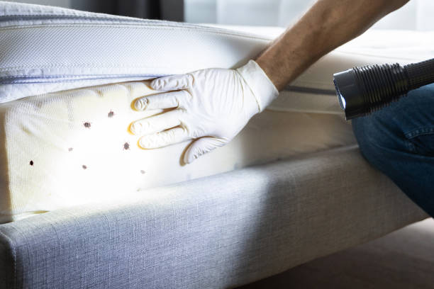 Best Termite Control Services  in Manhasset, NY